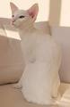 Albino Cat | Albino Kitten | White Cat Breed