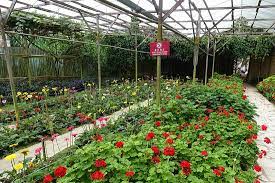 Things to do near cameron highland orchid and rose garden. Eine Rose Viele Rosen Rose Valley Tanah Rata Reisebewertungen Tripadvisor