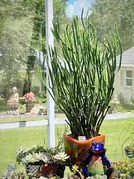 Image result for Leucas alluaudii