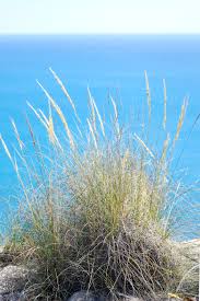 Image result for Harpachne