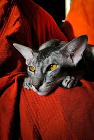 Oriental Modern Shorthair I Love The Bold Burnt Orange Color And This Beautiful Grey Cat Photography Ideas Oriental Shorthair Cats Cat Breeds Cats
