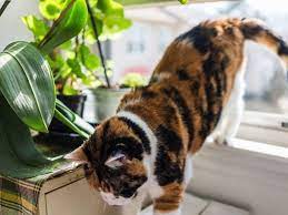 Plants And Pets Know The Facts To Keep Dogs And Cats Healthy Cats Dog Cat Pets