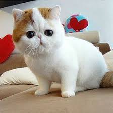 Does your family need another member? Munchkin Cats Lover Home Facebook