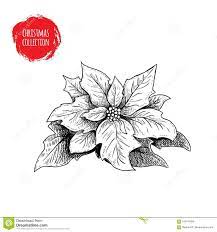 Hand Drawn Sketch Poinsettia Christmas Seasonal Flower Winter Holiday Symbol Stock Vector Illustration Of Christmas Sketch Holiday Symbols Flower Drawing
