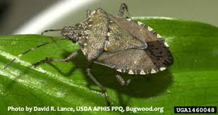 Check spelling or type a new query. Research On Stink Bug Damage To Sweet Corn May Help Growers Manage Them