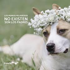 We did not find results for: Frases De Perros Mas De 60 Ideas Para Inspirarte