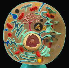 Animal Cell Cross Section Animal Cell Project Animal Cells Model 3d Animal Cell Project