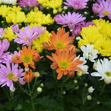 Image result for foto Kopretina