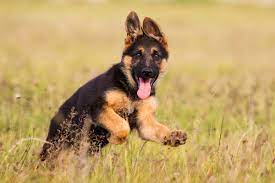 Il pastore olandese ha molti meno problemi di displasia dell'anca o di stenosi della colonna vertebrale rispetto al pastore tedesco, mentre è di taglia maggiore ed è più potente rispetto al malinois, per cui risulta esser un cane molto idoneo al lavoro di cane poliziotto. Pastore Tedesco Carattere Educazione E Addestramento
