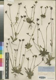 Image result for Craterostigma hirsutum