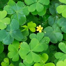 We did not find results for: Clover And Little Yellow Flower Stock Photo Picture And Royalty Free Image Image 75539664
