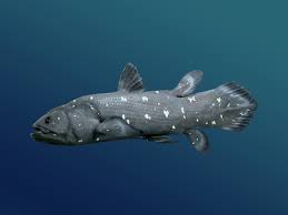 Image result for Coelachne