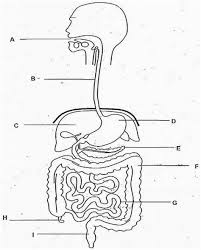 Browse our unlabeled microscope diagram images, graphics, and designs from +79.322 free vectors graphics. Mc 2278 Of 2 Animal Diagram Snake Labeled And Unlabeled One Labeled Diagram Download Diagram