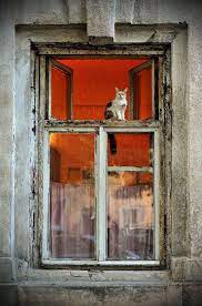 odessa 子猫 猫 窓 古い窓
