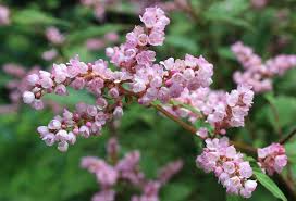 Image result for Lessertia pauciflora