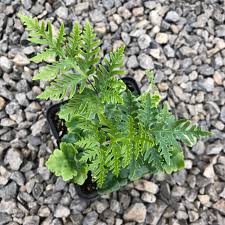 Image result for Doryopteris