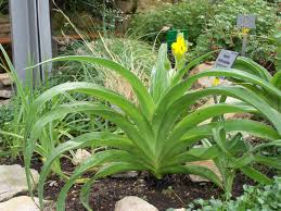 Image result for Hypoxis angustifolia