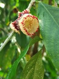 Image result for Napoleonaea