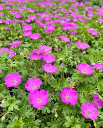 Image result for Geranium sanguineum Max Frei