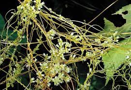 Dodder Description Parasitism Facts Britannica
