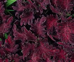Image result for Coleus goetzenii
