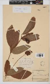 Image result for Oxygonum dregeanum