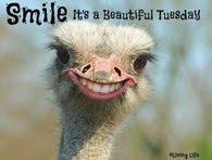 These tuesday quotes are all with beautiful images and start your day with these happy tuesday quotes that we have compiled. Funny Tuesday Quotes Pictures Photos Images And Pics For Facebook Tumblr Pinterest And Twitter