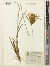 Image result for Eustachys