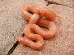 Black And Orange Striped Snake Florida Lavender Flame Florida King Captive Born Investments Inc Photo Editing Online Photo Editor Prints