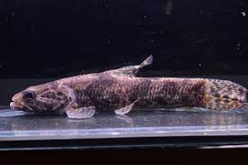 タライロン - 静岡市の熱帯魚専門店（大型魚・古代魚・珍魚）｜World Rivers