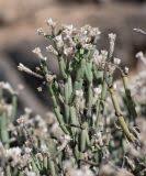 Image result for Arthraerua leubnitziae