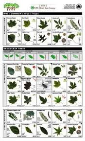 Uk Tree Leaf Identification Chart Common Tree Leaves