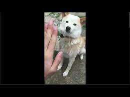 twiterで話題 お手 が下手くそすぎる犬www youtube 犬 かわいい子猫 子猫