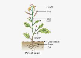 Cactus flowers can be yellow, red, pink, white, orange, or blue. Draw A Diagram To Show The Parts Of A Plant And Label Draw A Plant And Label Its Parts Free Transparent Png Download Pngkey