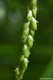 Image result for Oxyrhachis gracillima