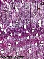 Image result for Chaetachme aristata