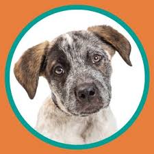 Choosing to adopt from the richmond spca offers wonderful benefits to you and to your next best friend: Virginia Beach Spca Vbspca Twitter