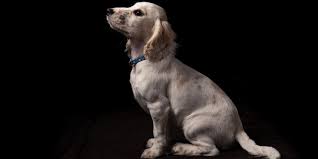 In addition to the various pet adoption events we host throughout the year, we also support many local animal rescue groups. Thanks To Sheltering In Place Animal Shelters Are Empty Wired
