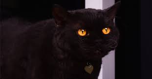 Check spelling or type a new query. What Are The Types Of Black Cat Breeds Petfinder