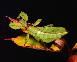 Image result for Dolichos filifoliolus