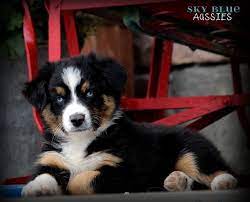 australian shepherd puppies available for sale australianshepherdforsale australianshepherdpuppy avustralya coban kopegi yavru kopek sevimli hayvan yavrulari