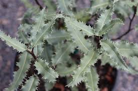 Image result for Rinorea ilicifolia