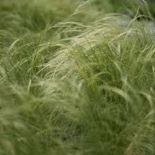 Image result for Cynodon aethiopicus