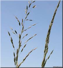 Bildergebnis für arrhenatherum elatius