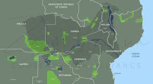 Image result for Afrothismia zambesiaca