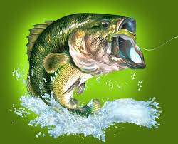 Bass Fish Fish Art Fish Bass Fishing Pictures