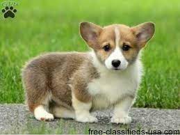 Trained puppies for sale nj. Pin On Cute Puppehs