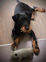 Image result for jagdteriér