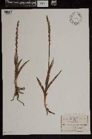 Image result for Brachycorythis buchananii