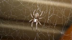 Spider Control